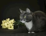 猫