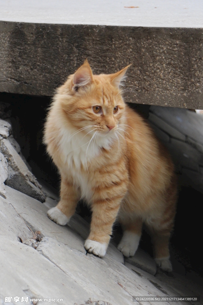 猫