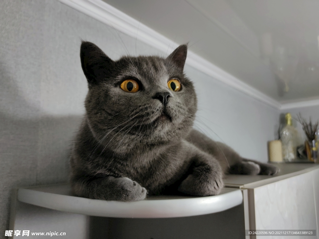 猫
