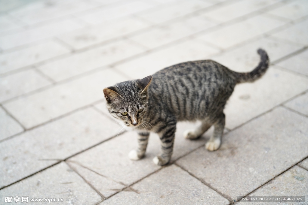 猫
