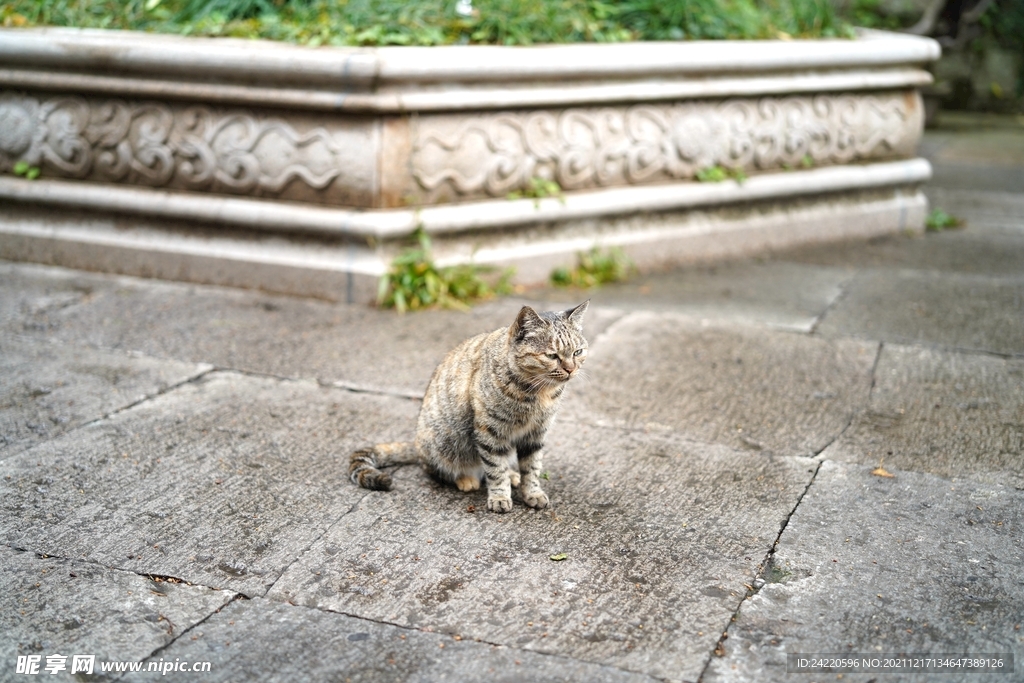 猫