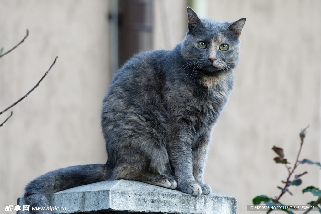 猫