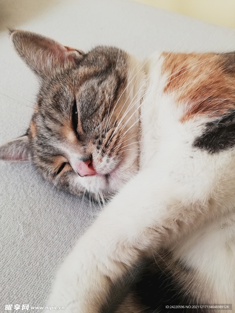 猫