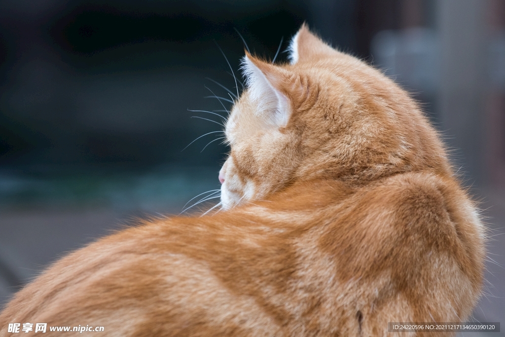 猫