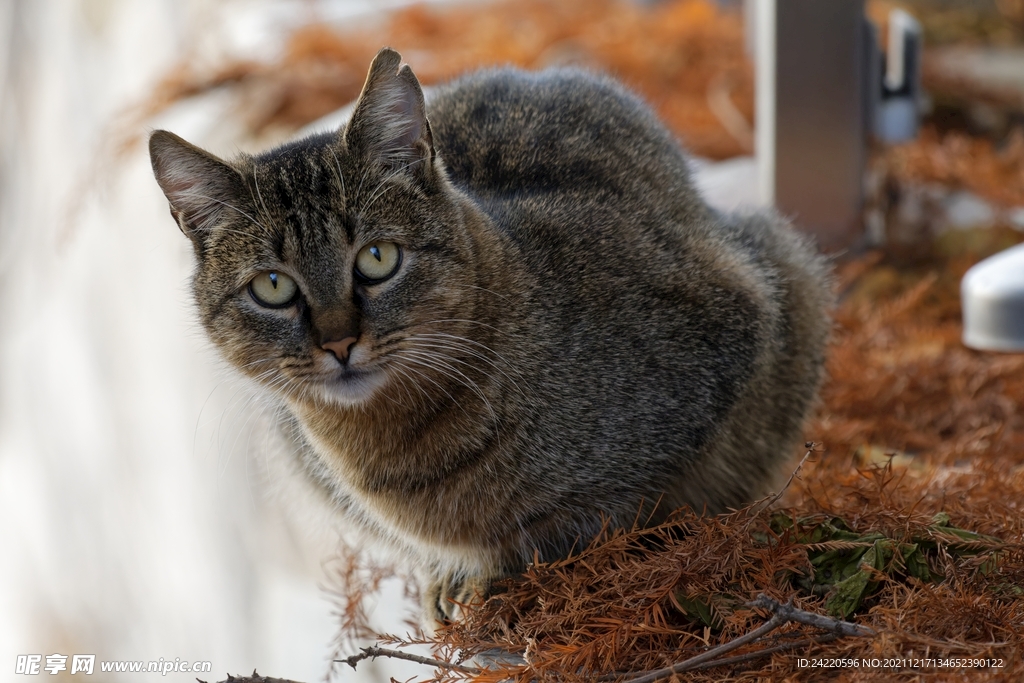 猫