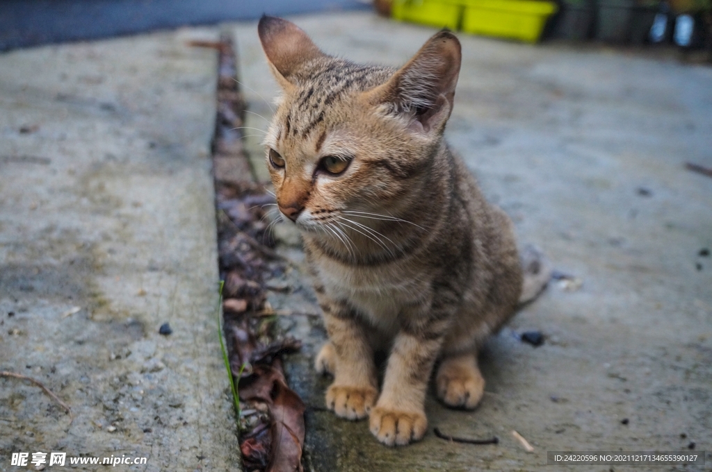 猫