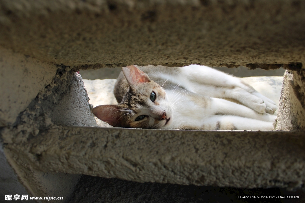 猫