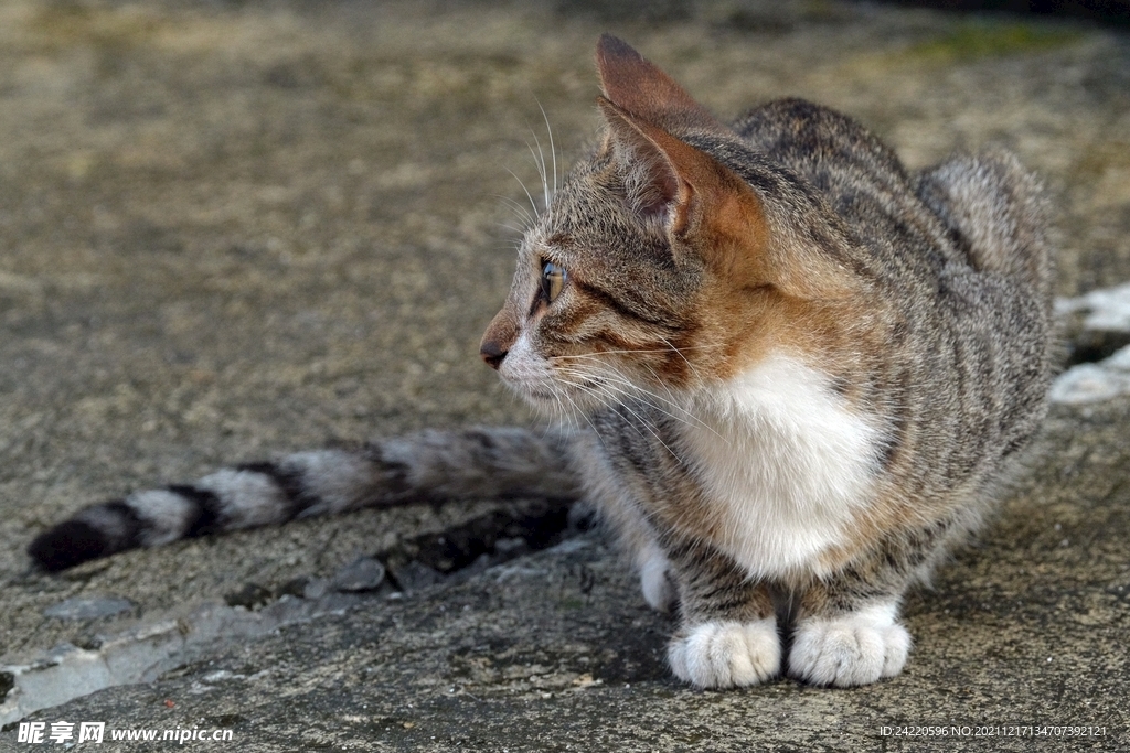 猫