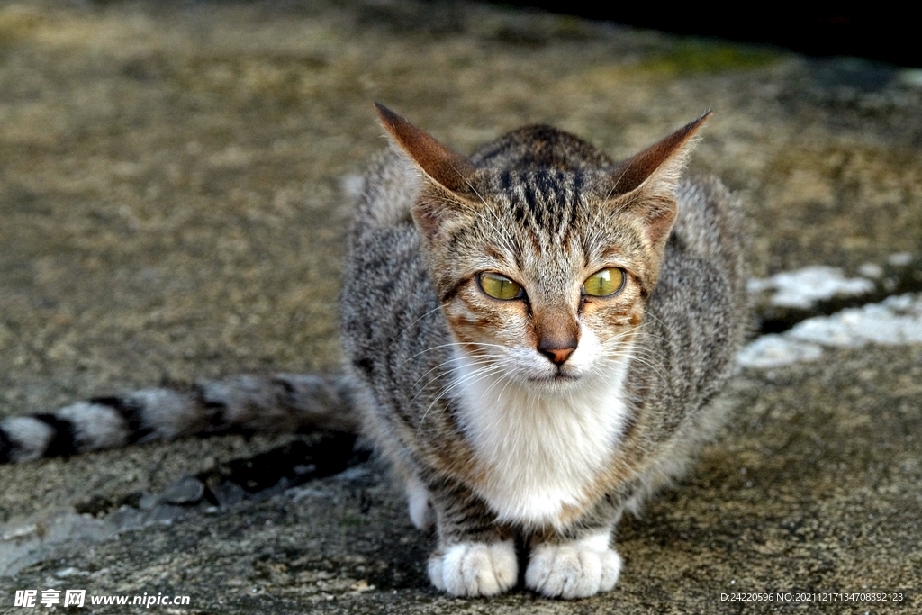 猫