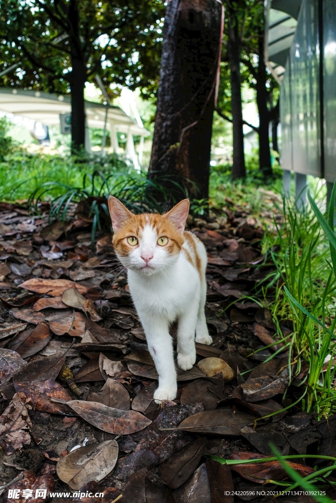 猫