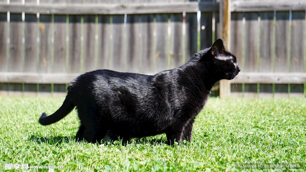 猫