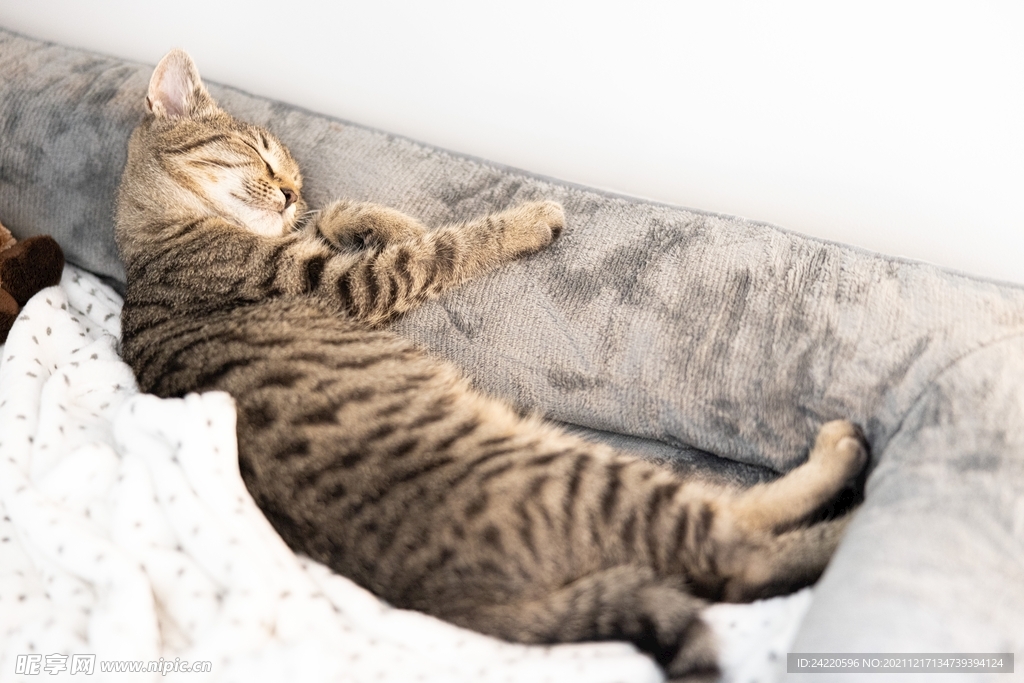 猫
