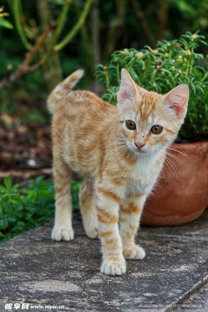 猫