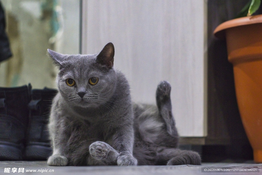 猫