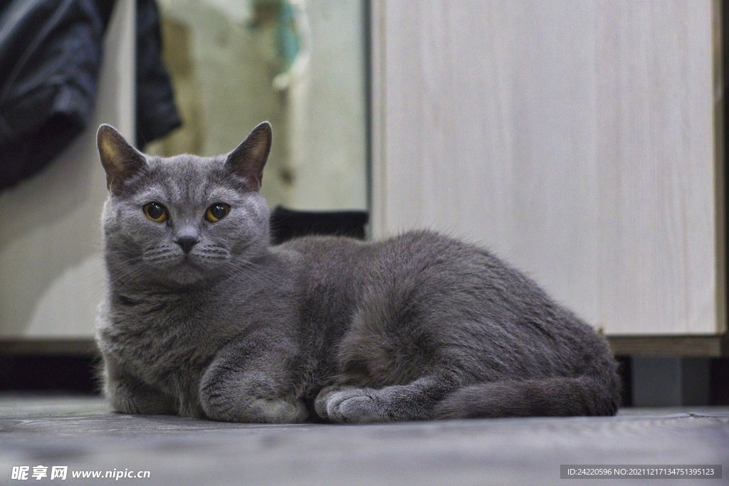 猫