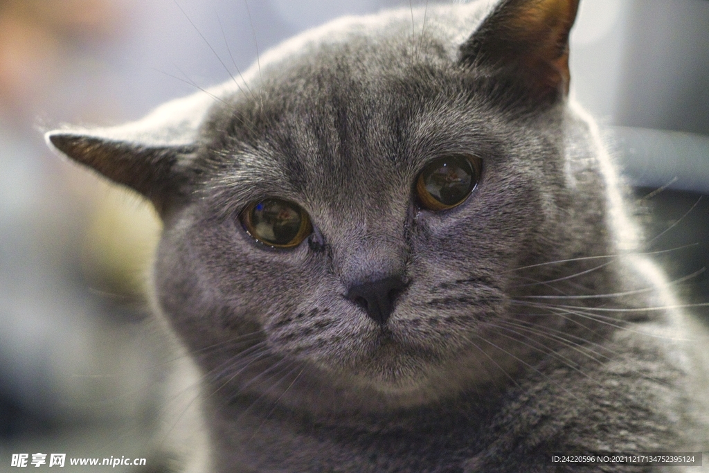 猫