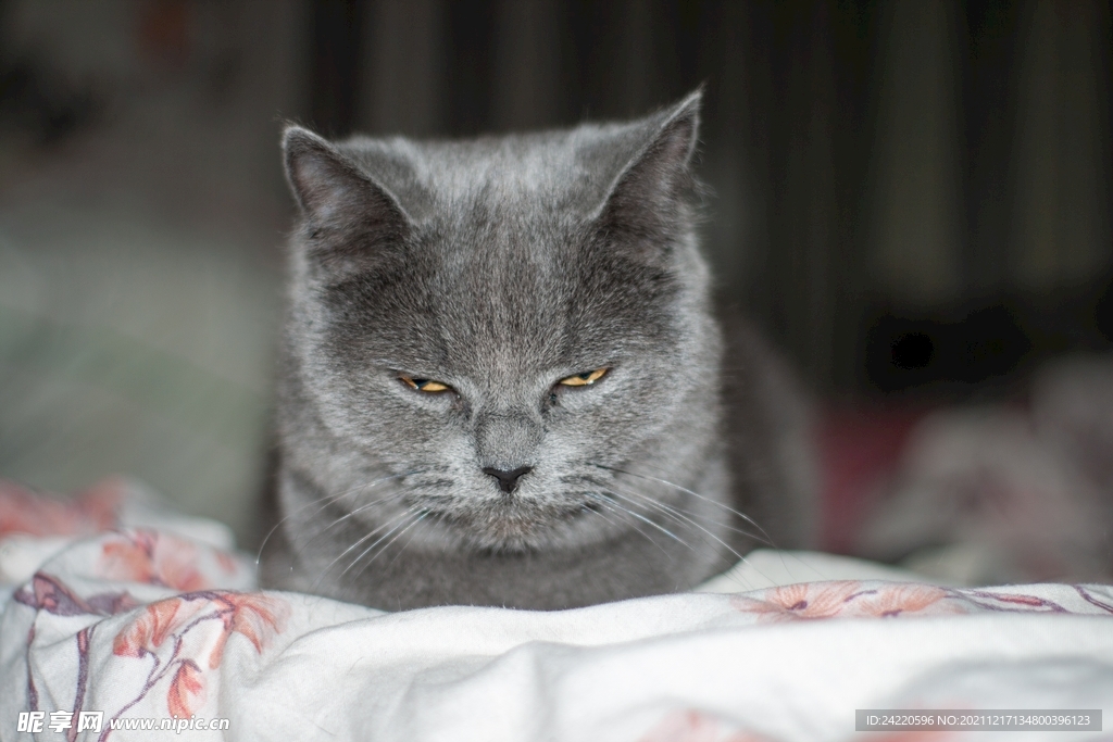 猫