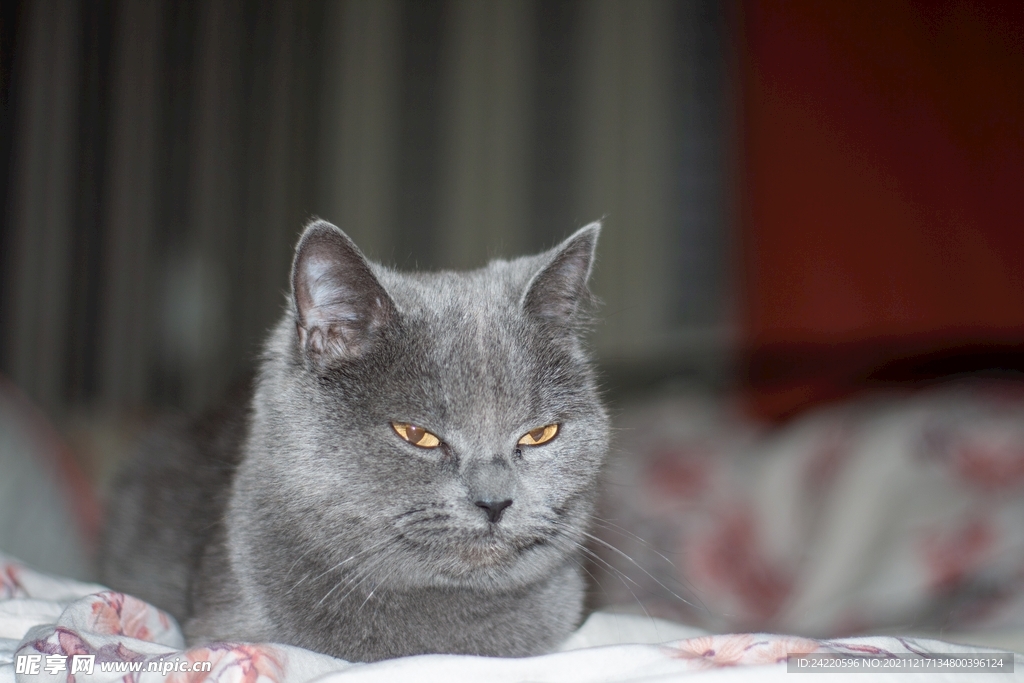 猫