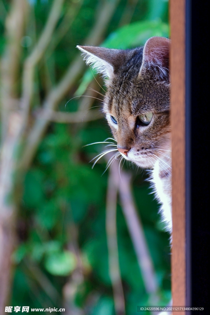 猫