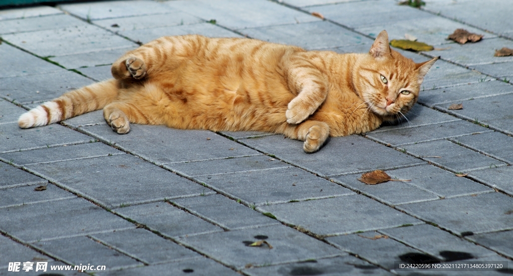 猫