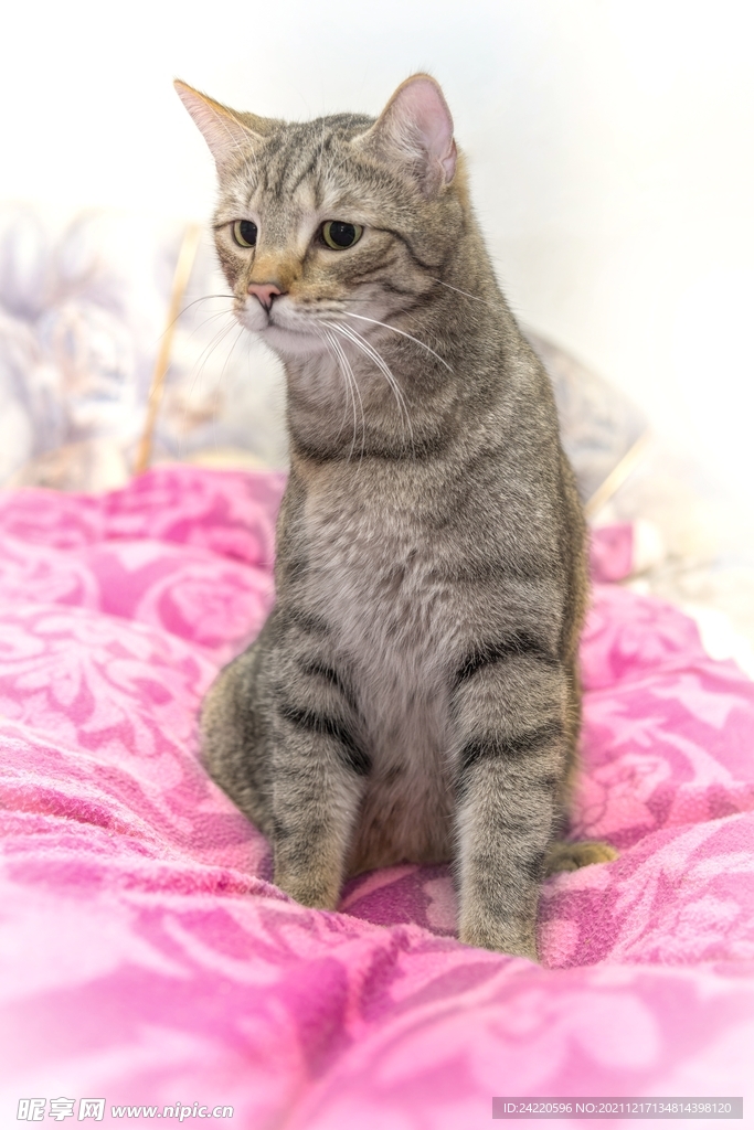 猫