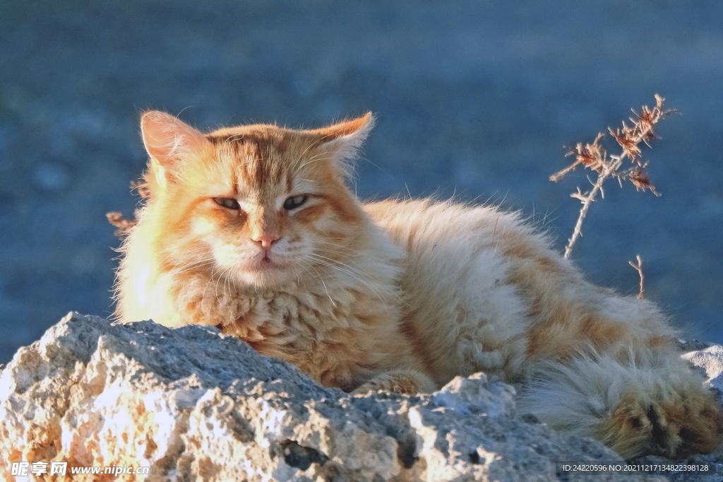 猫