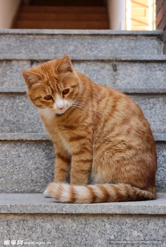 猫