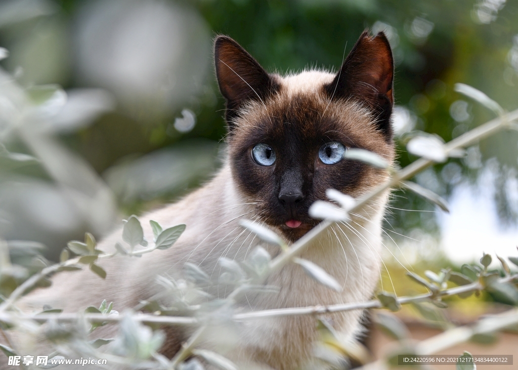 猫