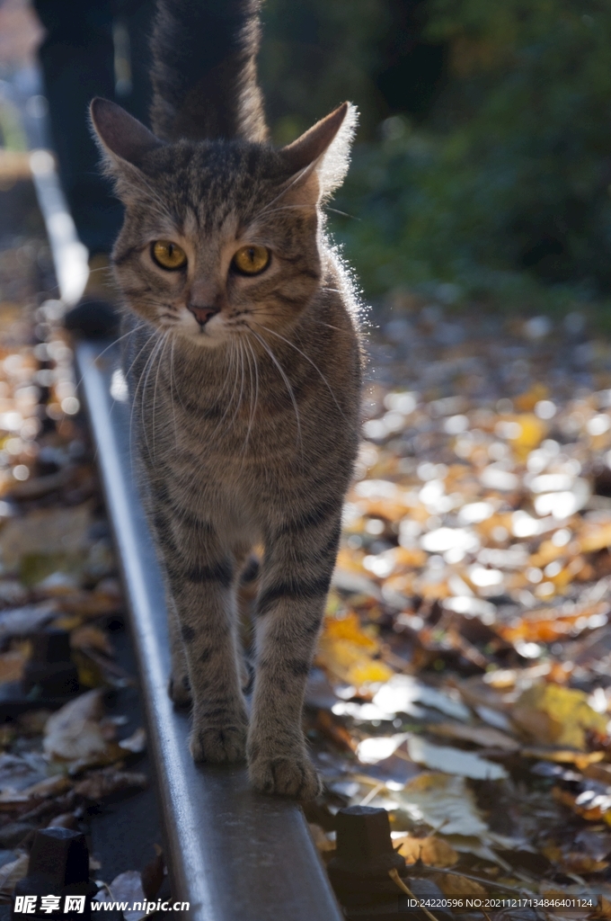 猫