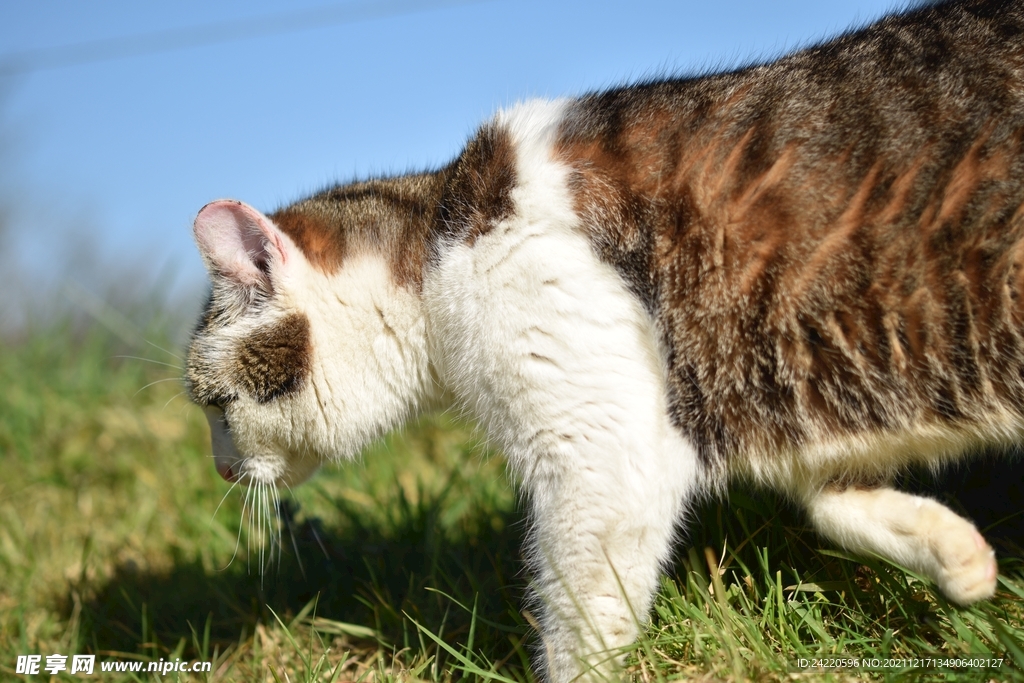 猫