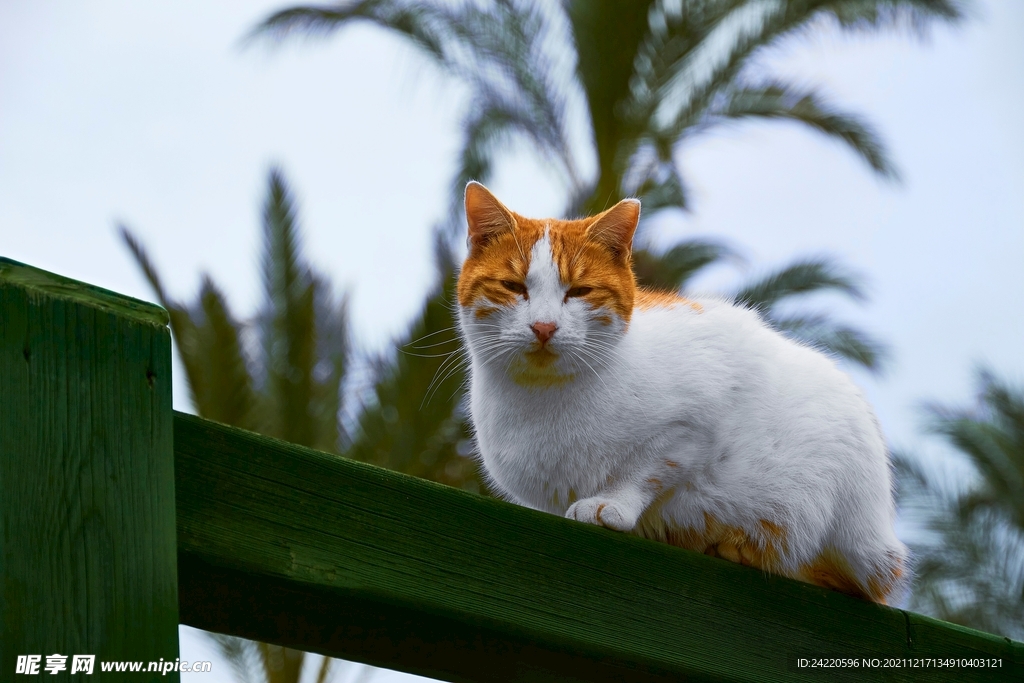 猫
