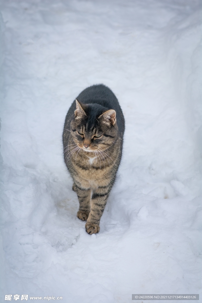 猫