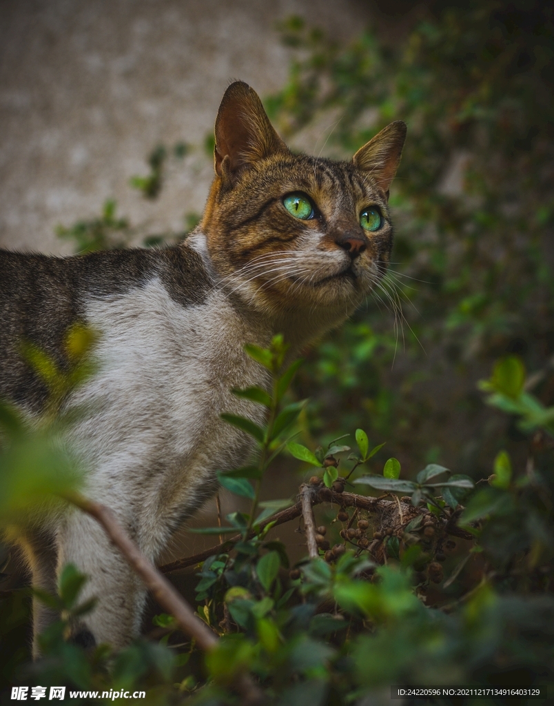 猫