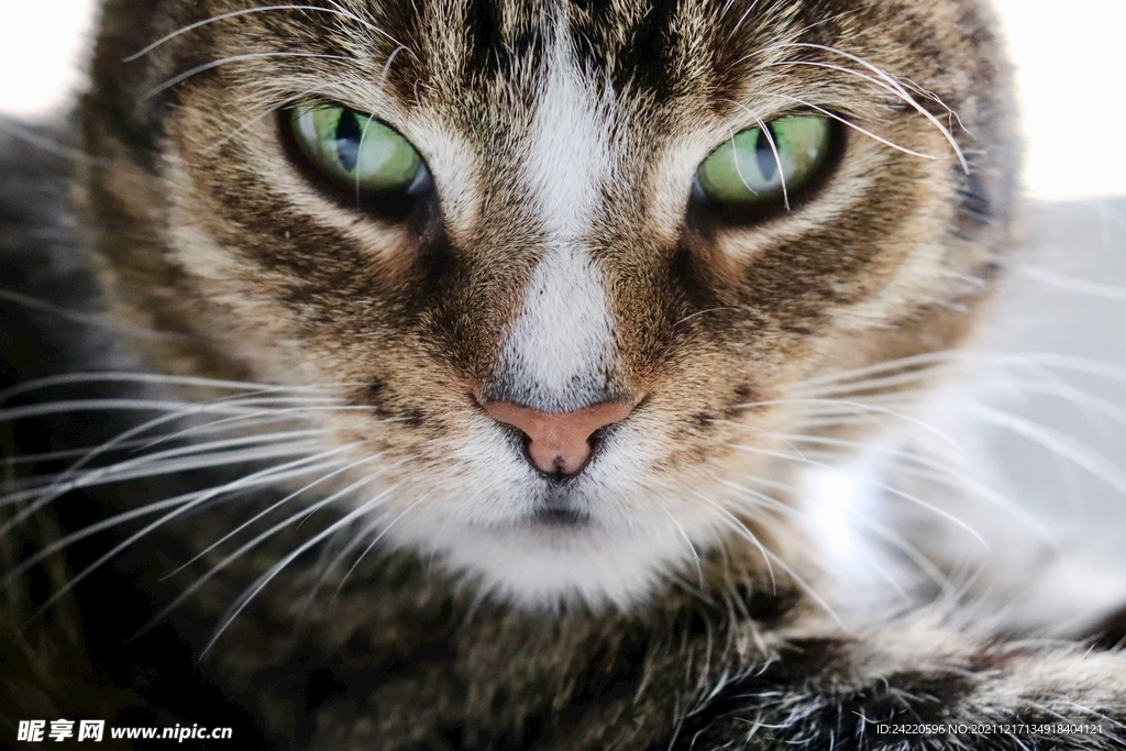 猫