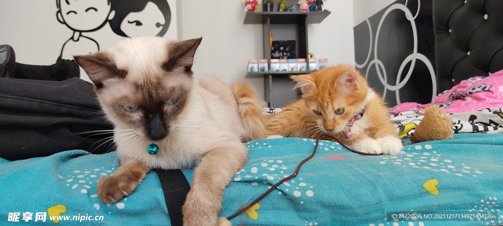 猫