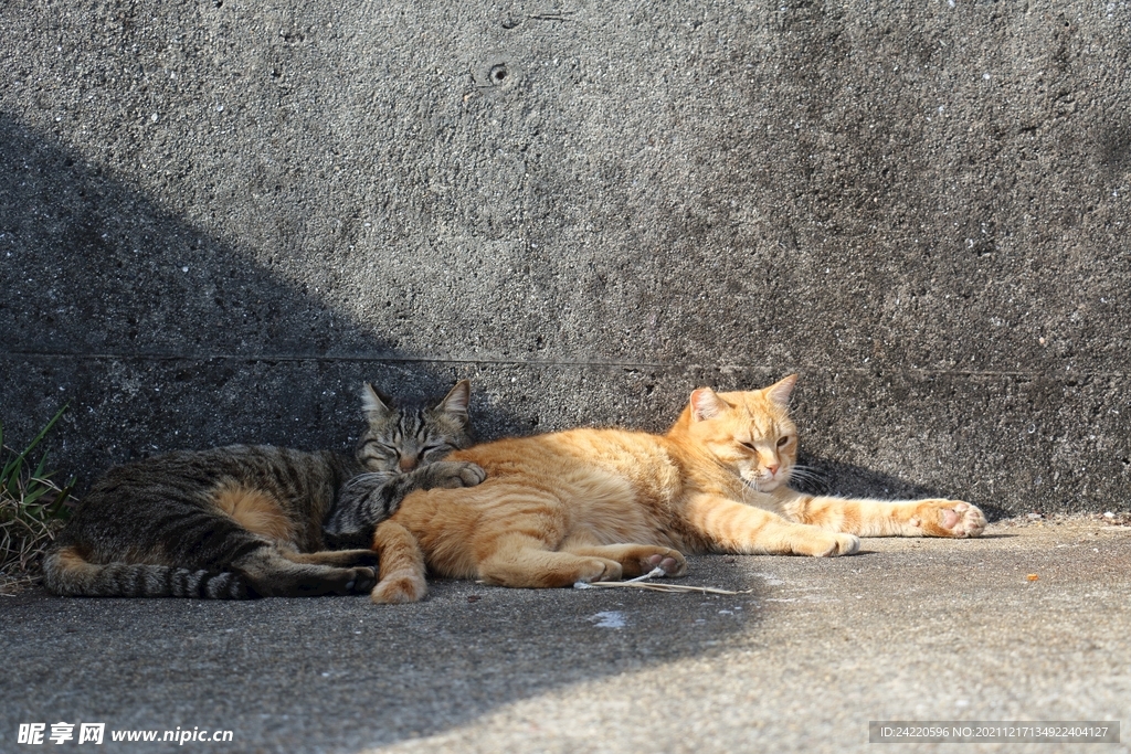 猫