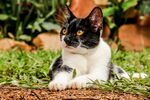 猫
