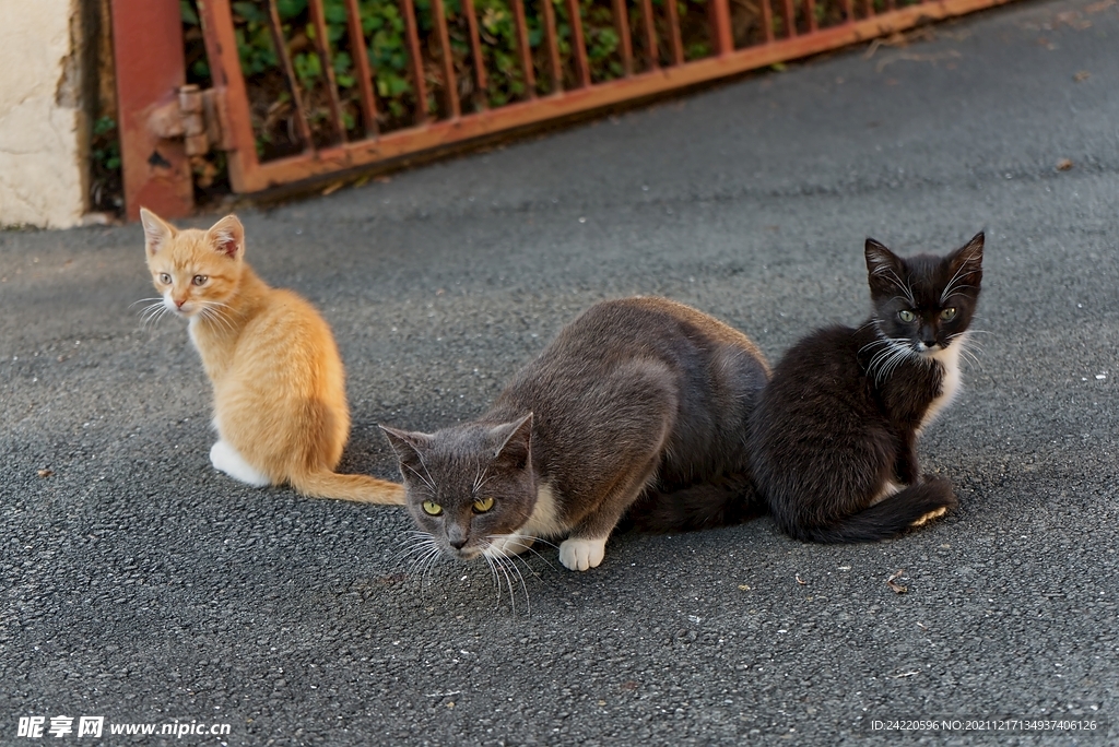 猫