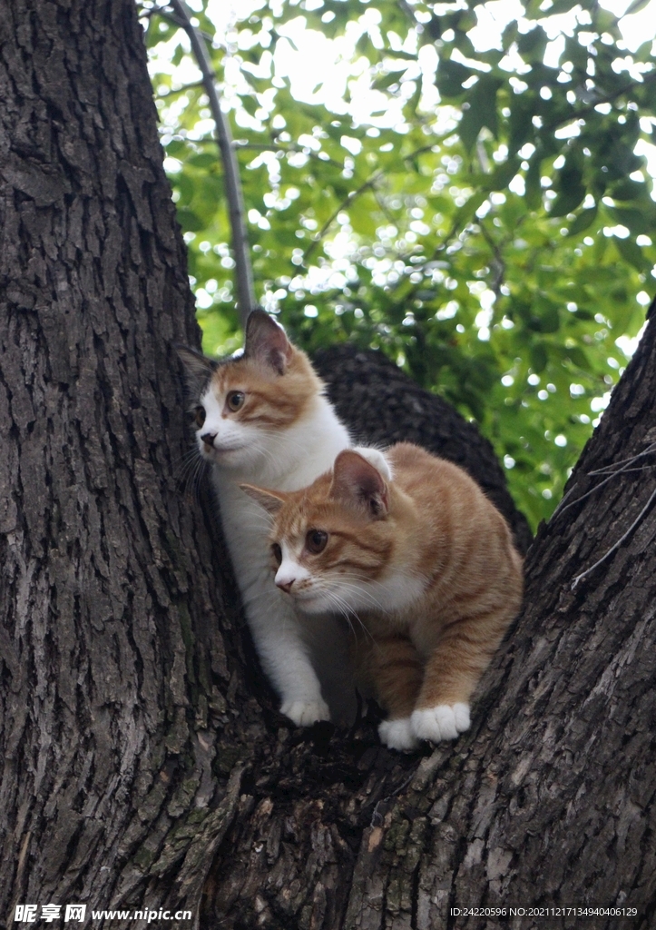 猫