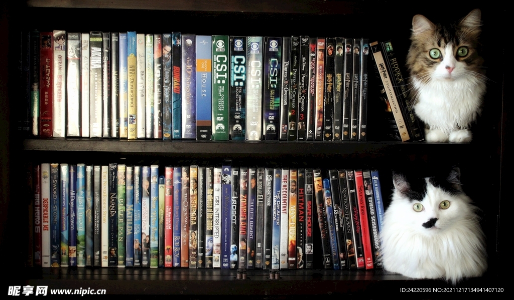 猫