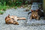 猫