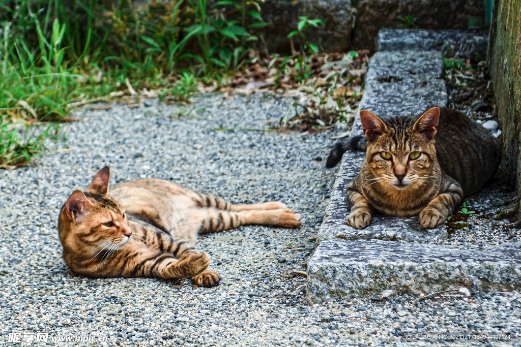 猫