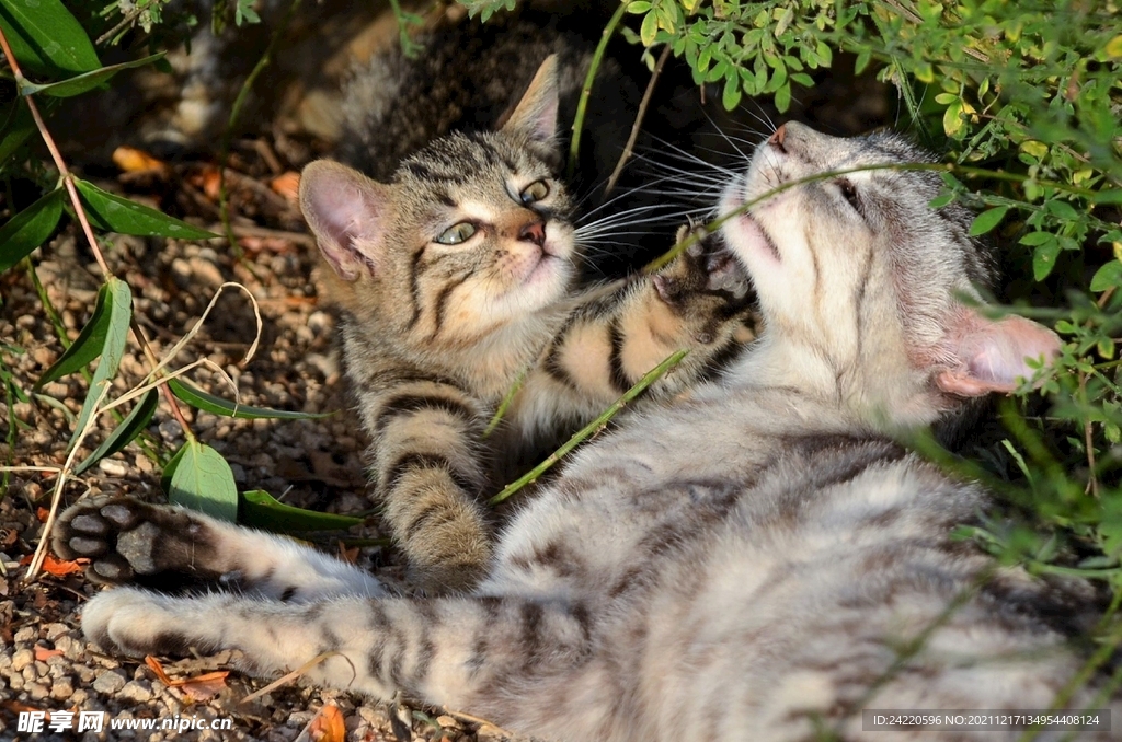 猫