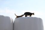 猫