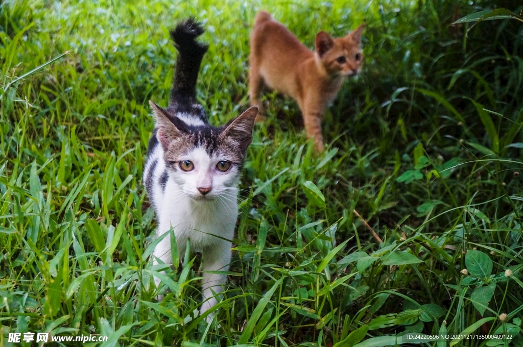 猫