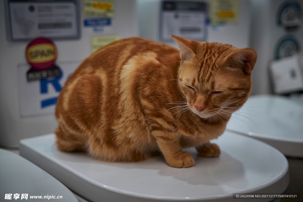 猫
