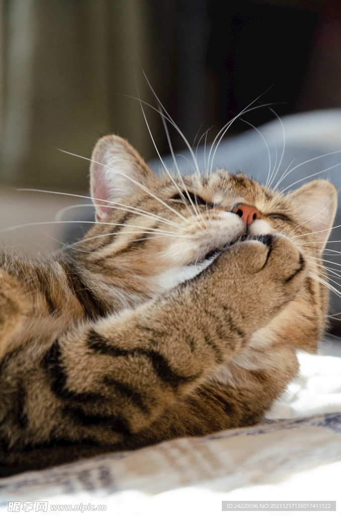 猫