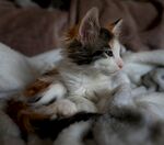 猫