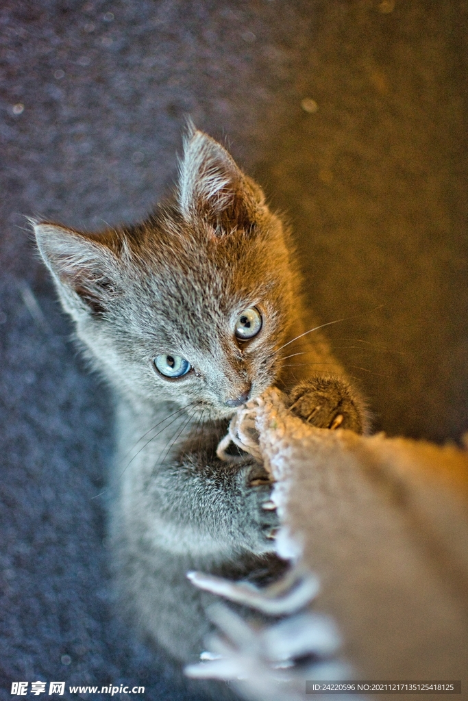 猫
