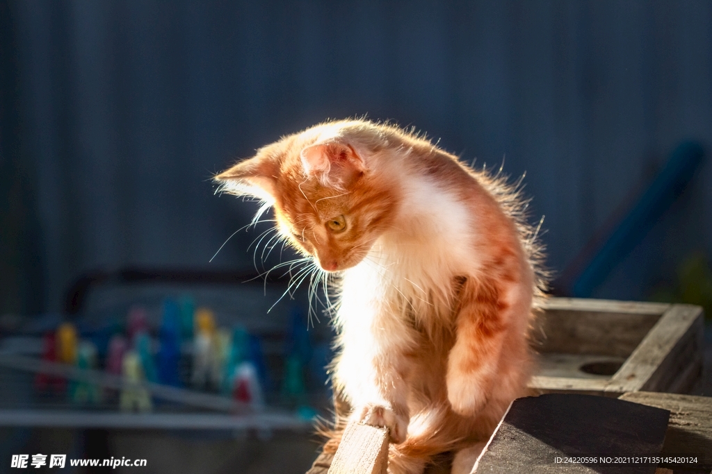 猫